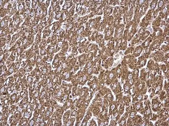 Anti-GCDH antibody used in IHC (Paraffin sections) (IHC-P). GTX114427