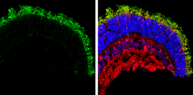 Anti-GNAT2 antibody [N3C3] used in IHC (Frozen sections) (IHC-Fr). GTX114440