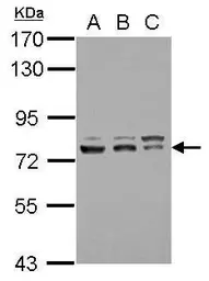 Anti-TFIIF antibody used in Western Blot (WB). GTX114455