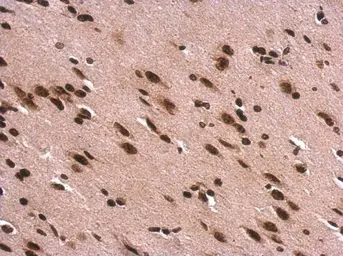 Anti-Histone H1.0 antibody used in IHC (Paraffin sections) (IHC-P). GTX114462