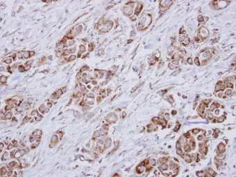 Anti-HMGCL antibody [N2C3] used in IHC (Paraffin sections) (IHC-P). GTX114472