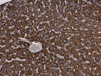 Anti-MGST1 antibody used in IHC (Paraffin sections) (IHC-P). GTX114551