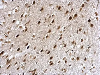 Anti-CBP80 antibody [N1N2], N-term used in IHC (Paraffin sections) (IHC-P). GTX114570
