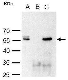 Anti-Brn2 antibody used in Immunoprecipitation (IP). GTX114650