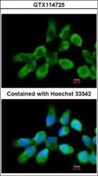 Anti-RPL3 antibody [N3C3] used in Immunocytochemistry/ Immunofluorescence (ICC/IF). GTX114725