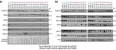 Anti-RPL9 antibody used in Western Blot (WB). GTX114728