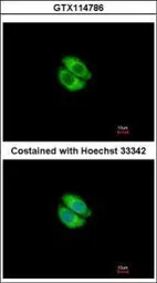 Anti-Syntrophin alpha 1 antibody [N3C3] used in Immunocytochemistry/ Immunofluorescence (ICC/IF). GTX114786