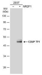 Anti-COUP TF1 antibody [N3C3] used in Western Blot (WB). GTX114835