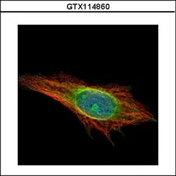 Anti-DNAJC7 antibody used in Immunocytochemistry/ Immunofluorescence (ICC/IF). GTX114860