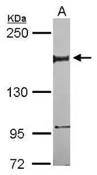 Anti-NFRKB antibody [C2C3], C-term used in Western Blot (WB). GTX114908