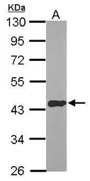 Anti-EIF4A1 antibody [N2C2], Internal used in Western Blot (WB). GTX114910
