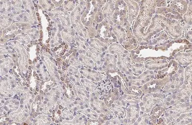 Anti-Occludin antibody used in IHC (Paraffin sections) (IHC-P). GTX114949