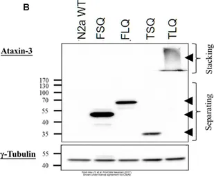 Anti-Ataxin 3 antibody used in Western Blot (WB). GTX115032