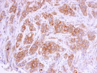 Anti-AIMP1 antibody used in IHC (Paraffin sections) (IHC-P). GTX115209