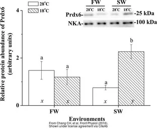 Anti-Peroxiredoxin 6 antibody used in Western Blot (WB). GTX115262