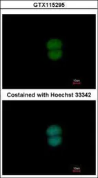 Anti-RNF40 antibody [N1N2], N-term used in Immunocytochemistry/ Immunofluorescence (ICC/IF). GTX115295