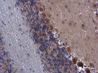 Anti-FARSB antibody used in IHC (Paraffin sections) (IHC-P). GTX115336