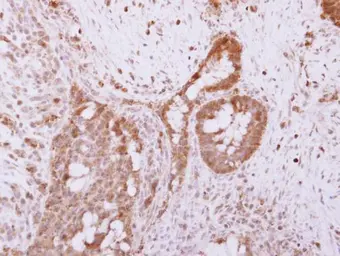 Anti-RNF41 antibody used in IHC (Paraffin sections) (IHC-P). GTX115366