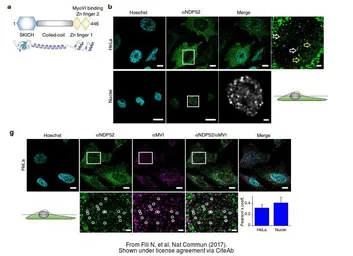 Anti-NDP52 antibody used in Immunocytochemistry/ Immunofluorescence (ICC/IF). GTX115378