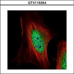 Anti-MAEA antibody used in Immunocytochemistry/ Immunofluorescence (ICC/IF). GTX115394