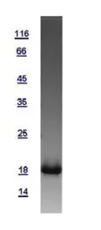 Human IFITM3 protein, His tag. GTX115407-pro