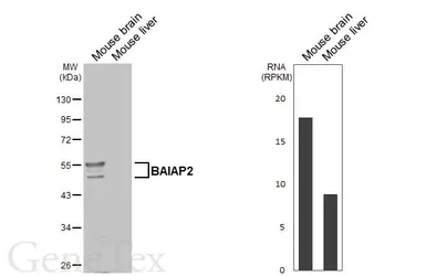 Anti-BAIAP2 antibody used in Western Blot (WB). GTX115421
