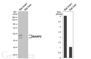 Anti-BAIAP2 antibody used in Western Blot (WB). GTX115421