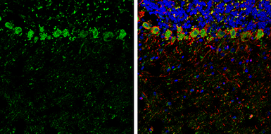 Anti-SCGN antibody [N2C3] used in IHC (Frozen sections) (IHC-Fr). GTX115443