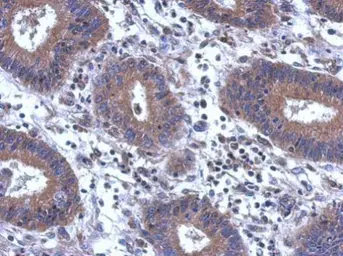 Anti-SCGN antibody [N2C3] used in IHC (Paraffin sections) (IHC-P). GTX115443