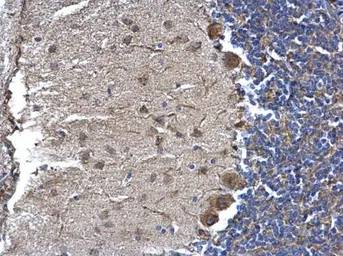 Anti-NTE antibody used in IHC (Paraffin sections) (IHC-P). GTX115501