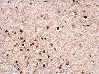 Anti-NUDT21 antibody used in IHC (Paraffin sections) (IHC-P). GTX115535