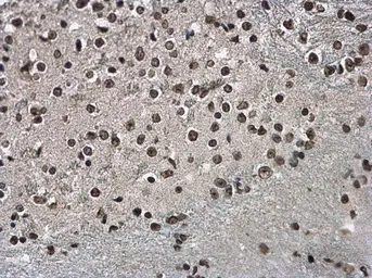Anti-Histone H3.3B antibody used in IHC (Paraffin sections) (IHC-P). GTX115549