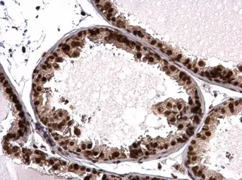 Anti-Histone H3.3B antibody used in IHC (Paraffin sections) (IHC-P). GTX115549