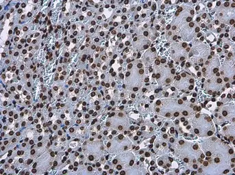 Anti-Histone H3.3B antibody used in IHC (Paraffin sections) (IHC-P). GTX115549