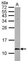 Anti-Cpn10 antibody used in Western Blot (WB). GTX115575