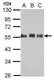 Anti-CDC42EP1 antibody used in Western Blot (WB). GTX115586