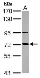 Anti-ABCB10 antibody used in Western Blot (WB). GTX115704