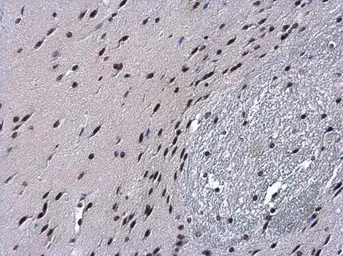 Anti-Histone H2B antibody used in IHC (Paraffin sections) (IHC-P). GTX115955