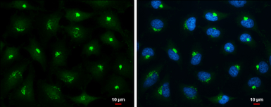Anti-MAP4K4 antibody used in Immunocytochemistry/ Immunofluorescence (ICC/IF). GTX116008