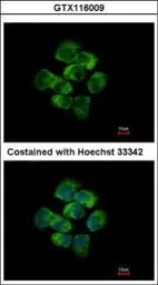 Anti-APC antibody [C3], C-term used in Immunocytochemistry/ Immunofluorescence (ICC/IF). GTX116009