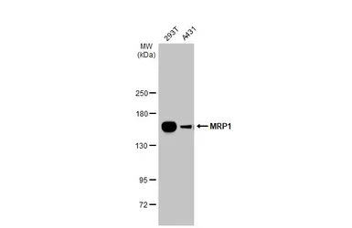 Anti-MRP1 antibody [N1N2], N-term used in Western Blot (WB). GTX116046