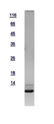Human NEDD8 protein, His tag. GTX116090-pro