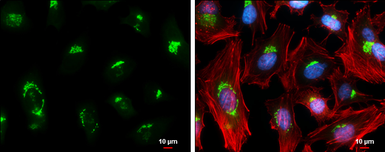 Anti-GOLPH2 antibody used in Immunocytochemistry/ Immunofluorescence (ICC/IF). GTX116154