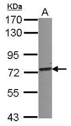 Anti-TRIM25 antibody used in Western Blot (WB). GTX116209