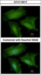 Anti-DNALI1 antibody used in Immunocytochemistry/ Immunofluorescence (ICC/IF). GTX116217