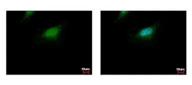 Anti-BLZF1 antibody used in Immunocytochemistry/ Immunofluorescence (ICC/IF). GTX116434