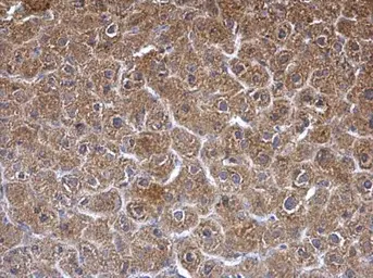 Anti-SGCE antibody [N1C1] used in IHC (Paraffin sections) (IHC-P). GTX116453