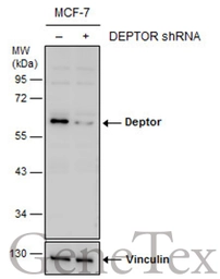 Anti-Deptor antibody [N1C3] used in Western Blot (WB). GTX116540