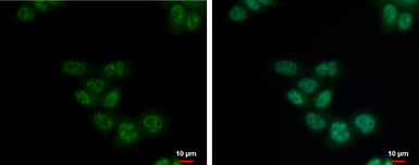 Anti-SETDB2 antibody [N1N2], N-term used in Immunocytochemistry/ Immunofluorescence (ICC/IF). GTX116932