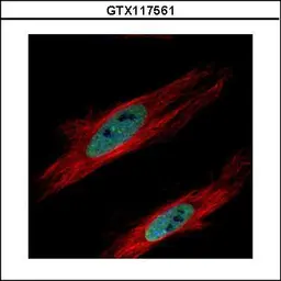 Anti-HP1 gamma antibody used in Immunocytochemistry/ Immunofluorescence (ICC/IF). GTX117561